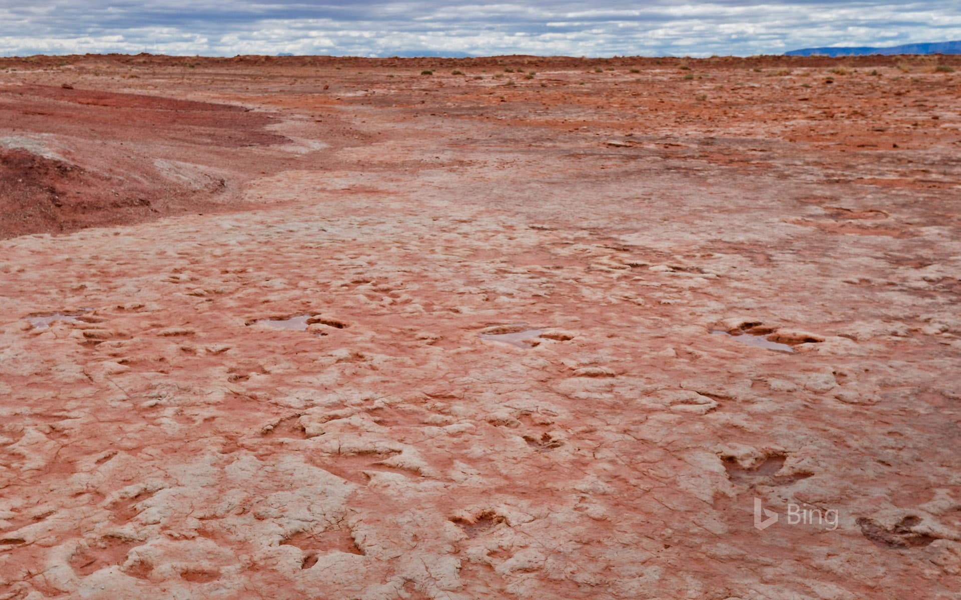 Bing Wallpaper: Dinosaur tracks from the Jurassic period found near Tuba City, Arizona, in the Navajo Nation