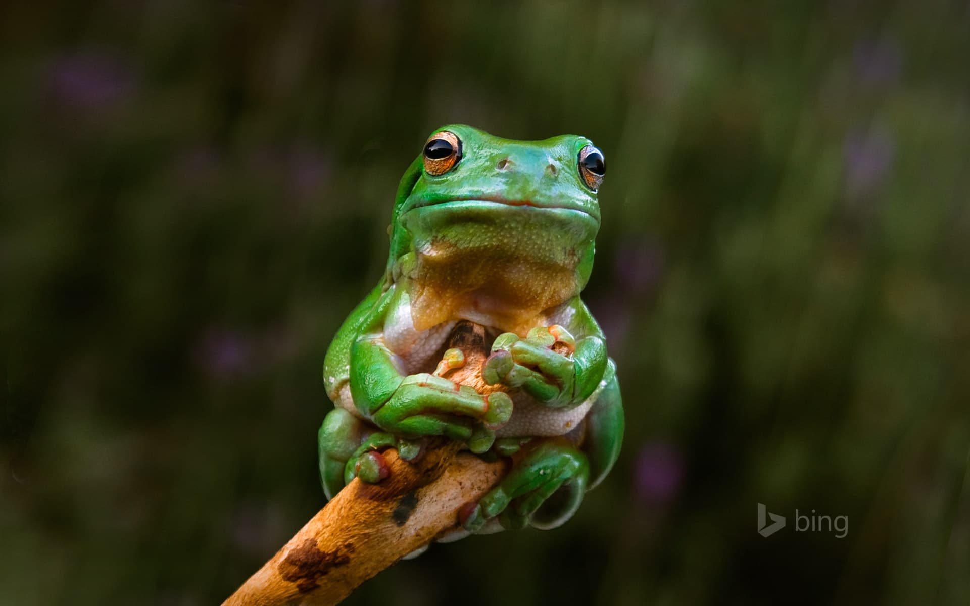 Bing Wallpaper: A frog clings to the tip of a branch, Adelaide, Australia