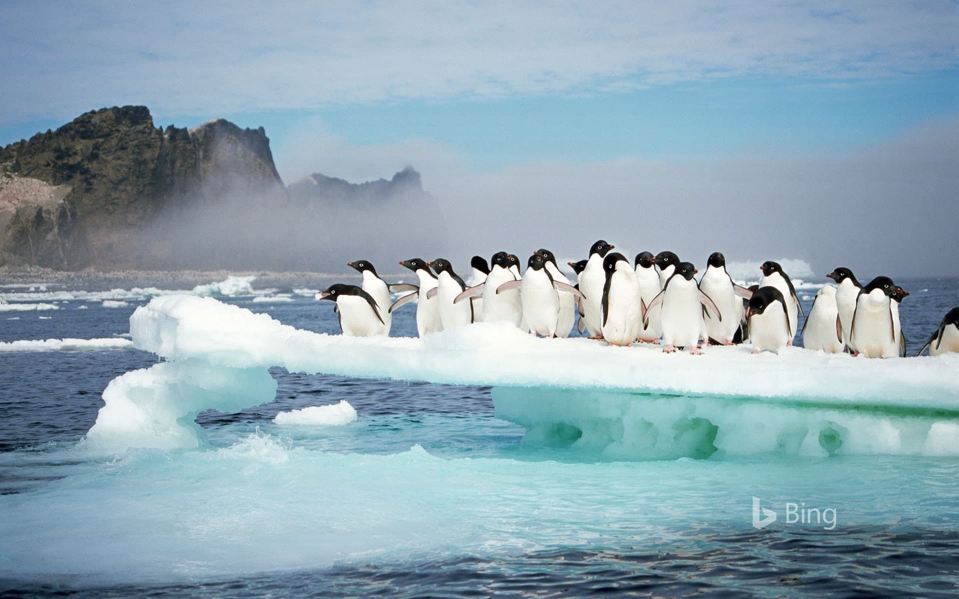 Bing Wallpaper: Adélie penguins at Possession Island, Antarctica