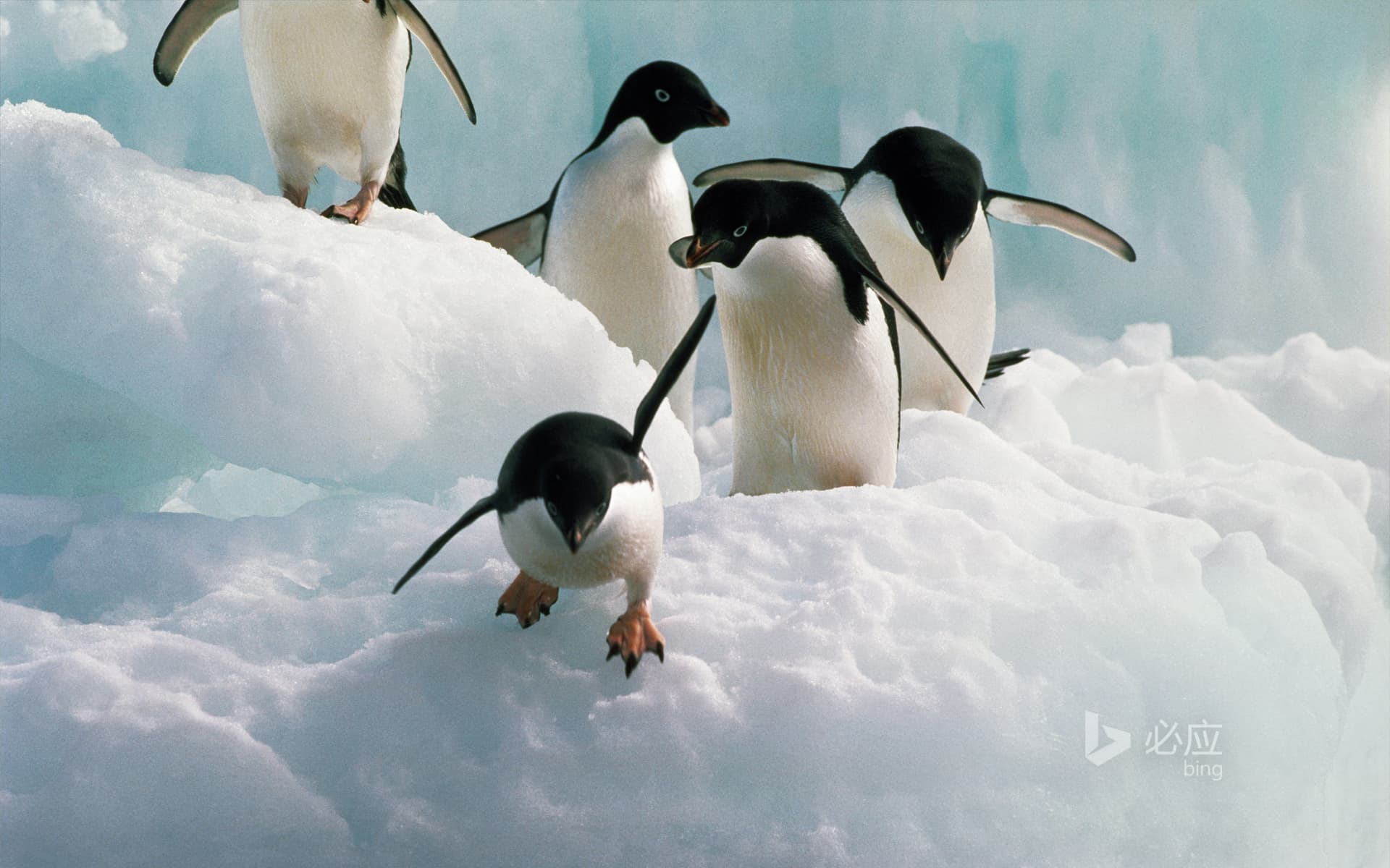 Bing Wallpaper: Adelie penguin in formal dress