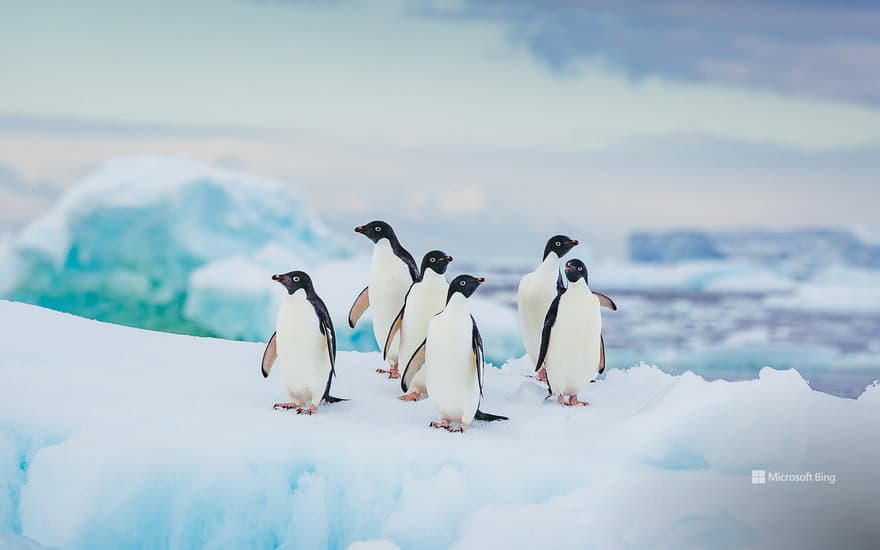 Adélie penguins in Antarctica