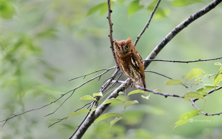 Scops owl, Tottori Prefecture