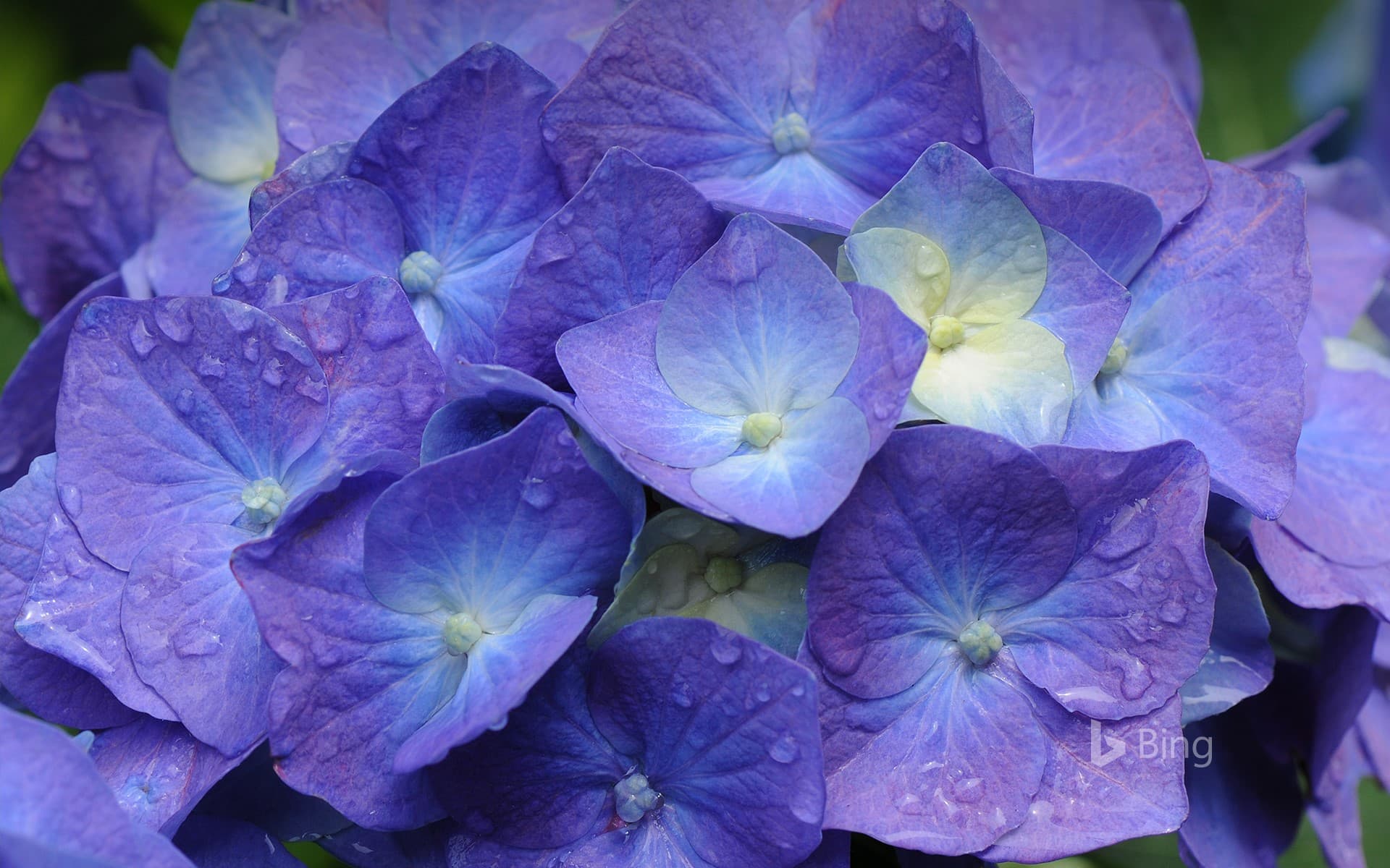 Bing Wallpaper: Hydrangea