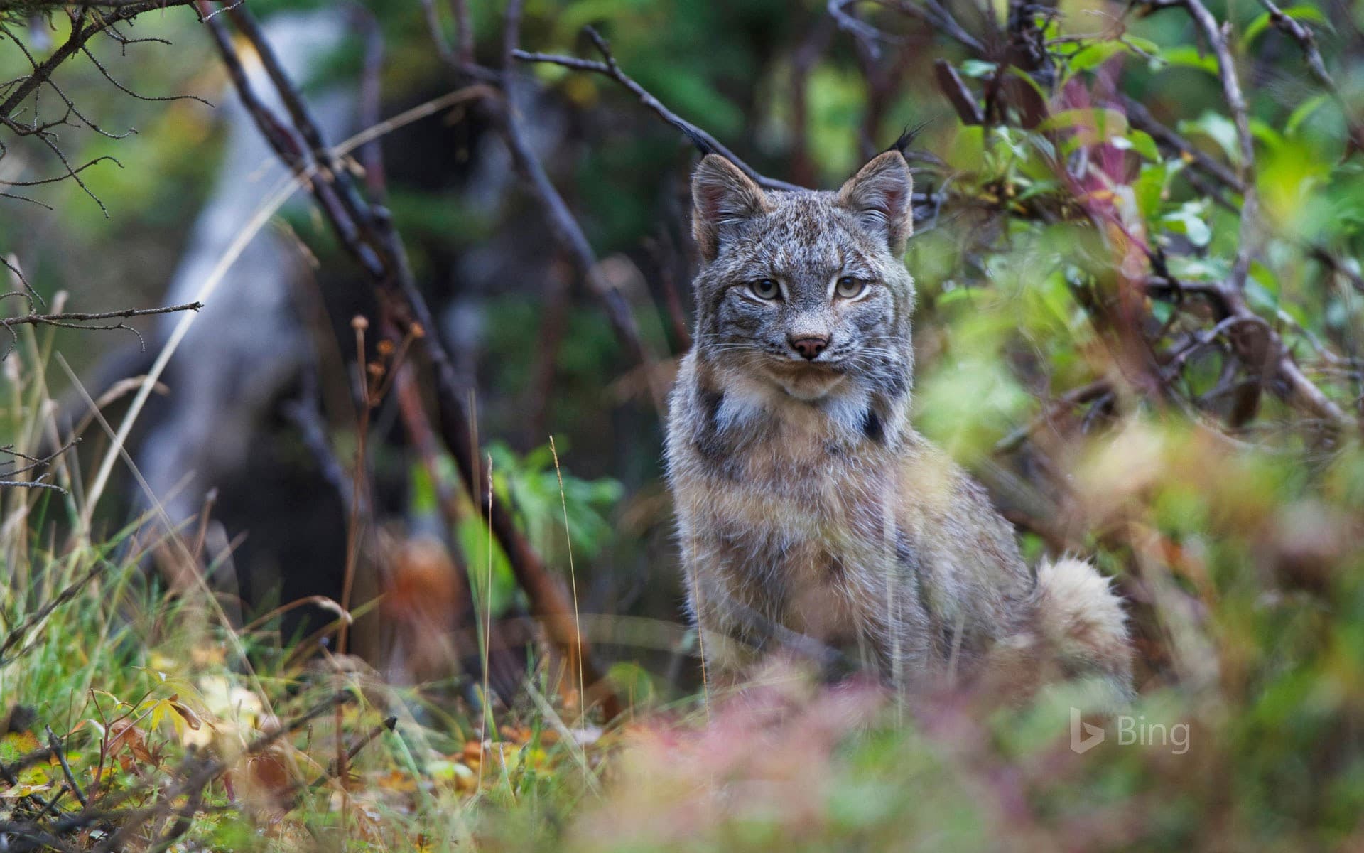 Bing Wallpaper: Canadian lynx in Denali National Park, Alaska, USA