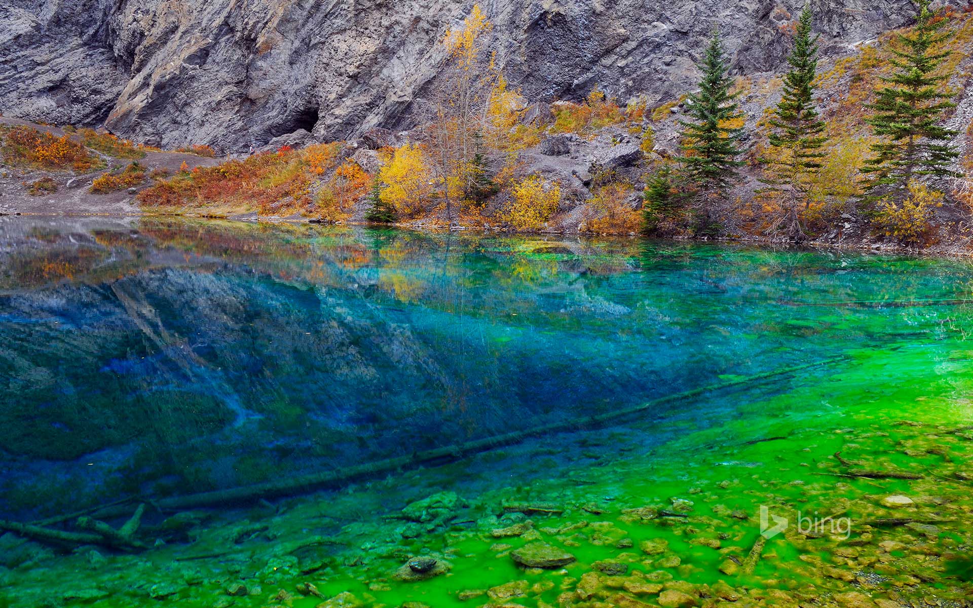 Bing Wallpaper: Blue and Green algae in the clear water of Grassi Lakes, near Canmore, Alberta, Canada