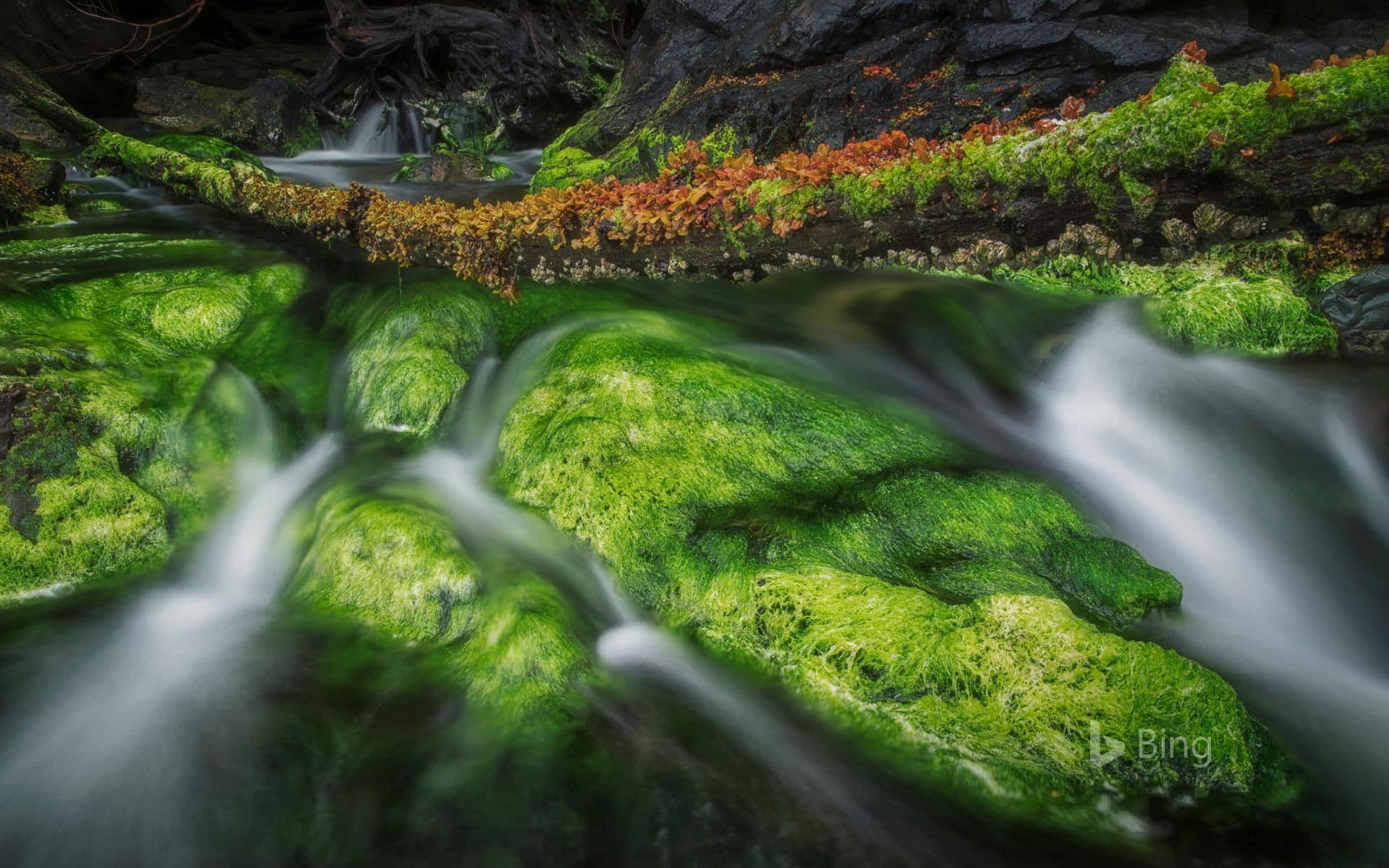 Bing Wallpaper: A forest stream in Gwaii Haanas National Park Reserve and Haida Heritage Site, Haida Gwaii, British Columbia, Canada