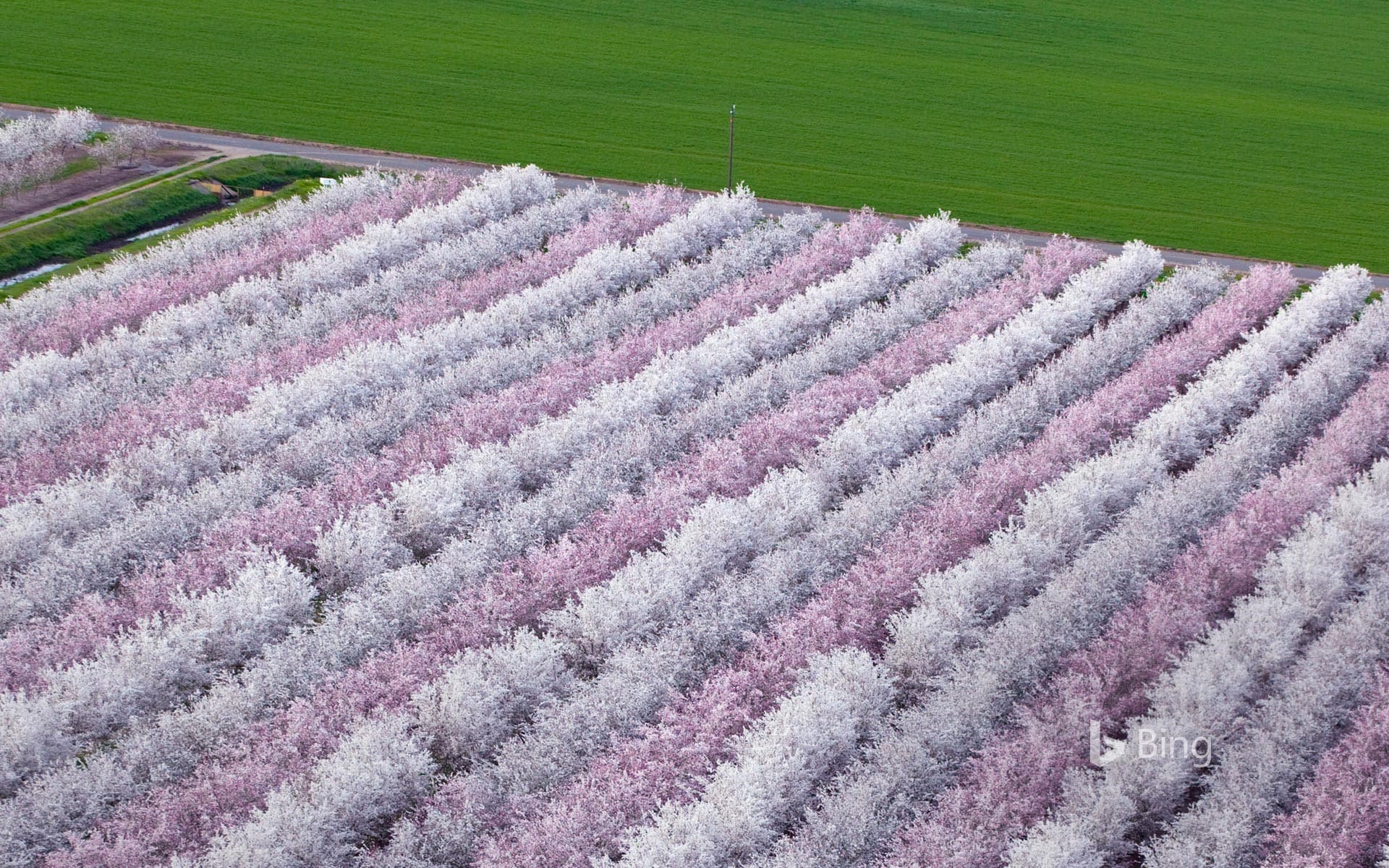 Bing Wallpaper: Almond orchards in bloom, Sacramento Valley, California