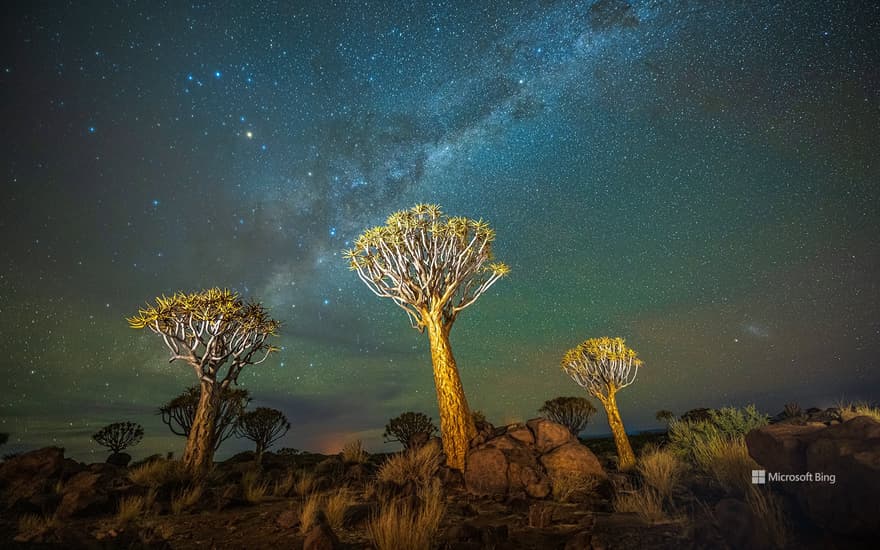 Quiver trees at night with the Milky Way, Keetmanshoop, Namibia
