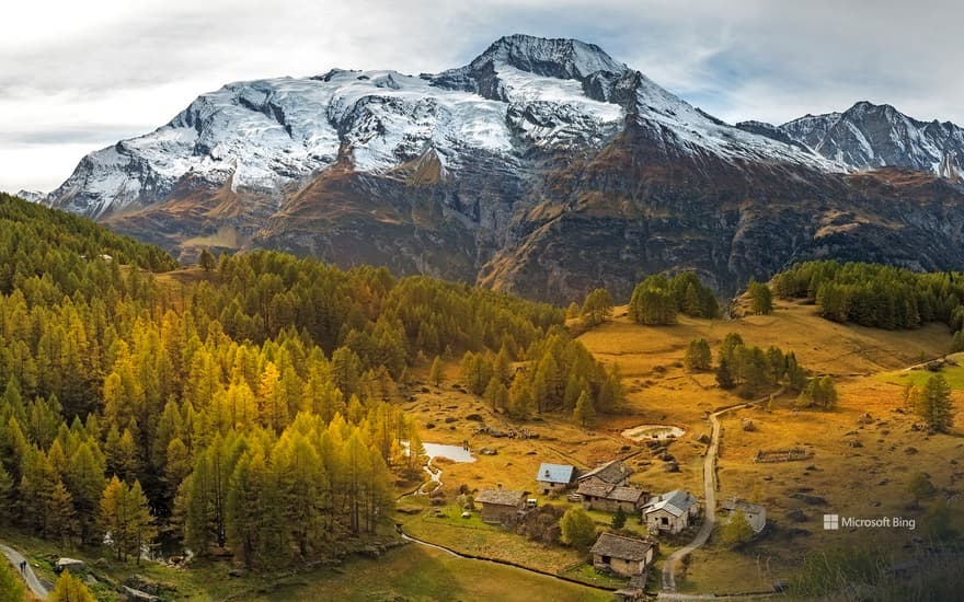 Golden larch forest, Alps
