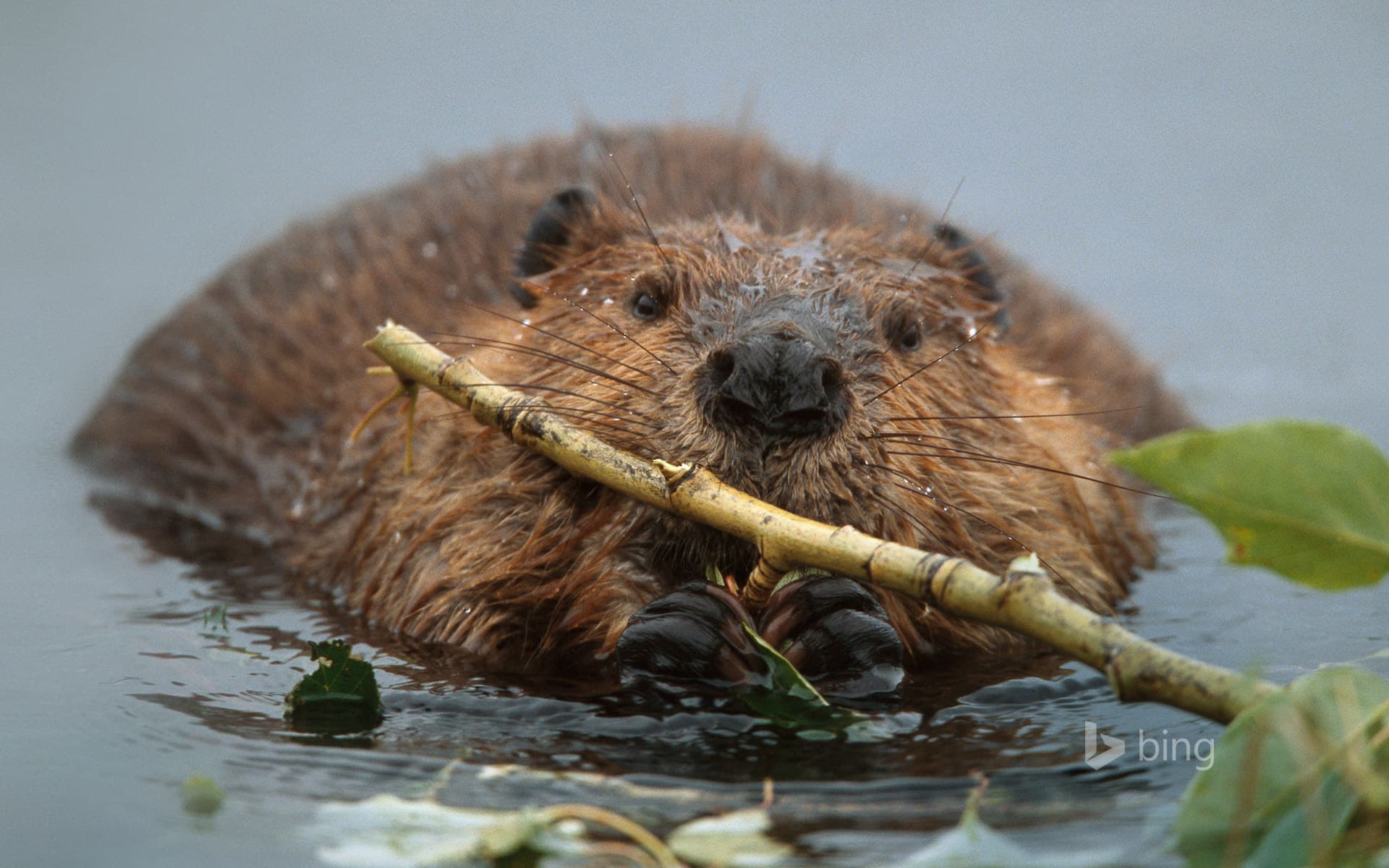Bing Wallpaper: North American beaver in Denali National Park and Preserve, Alaska