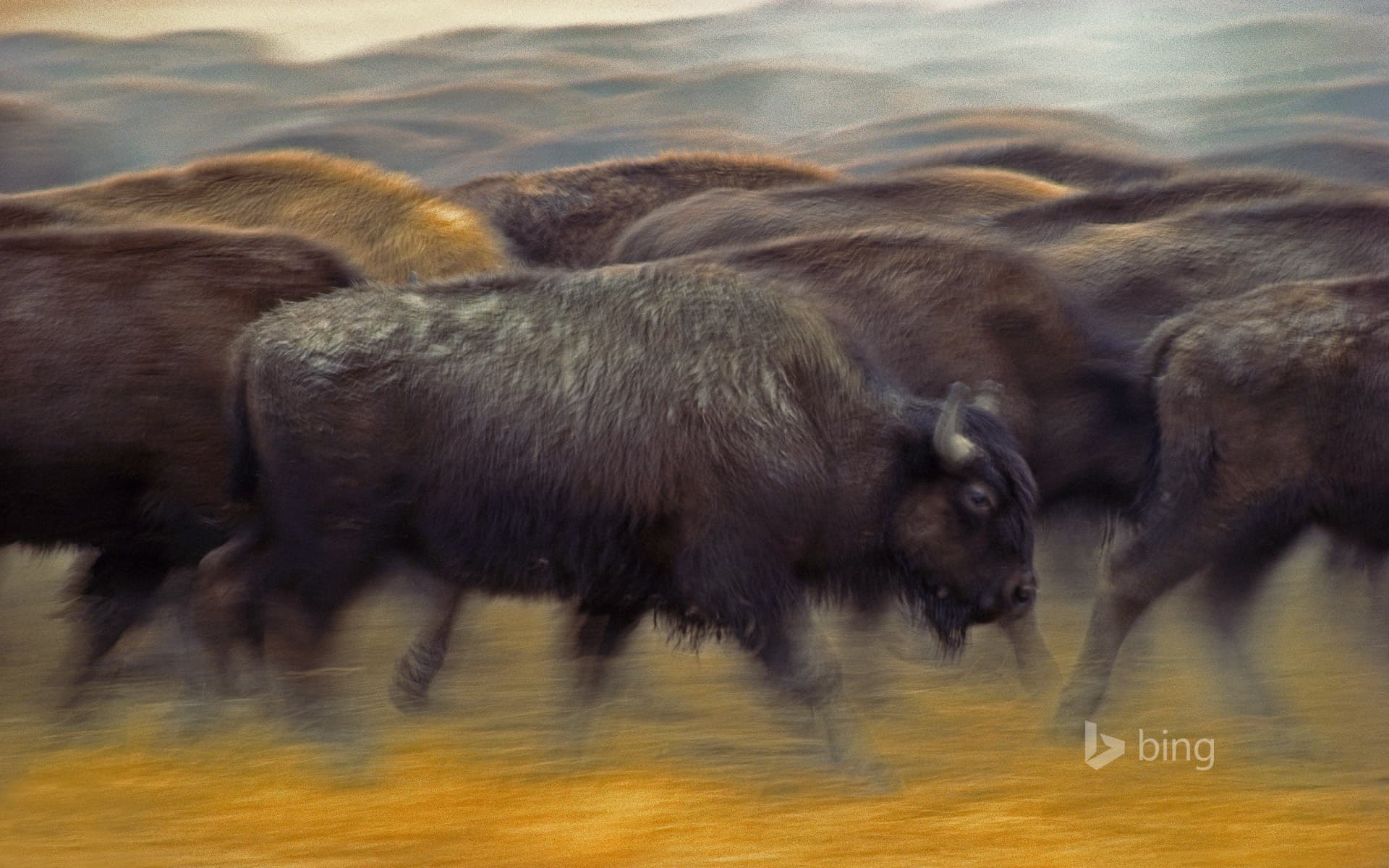 Bing Wallpaper: American bison near Fort Pierre, South Dakota