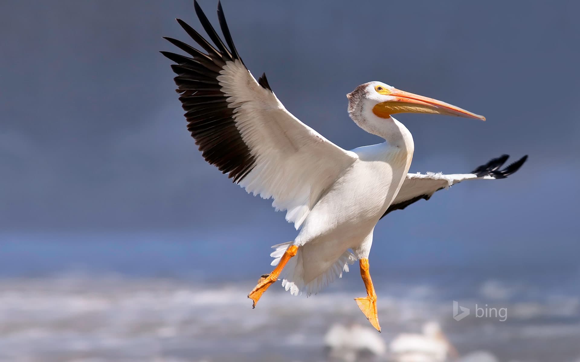 Bing Wallpaper: American white pelican in flight, Red River, Lockport, Manitoba, Canada