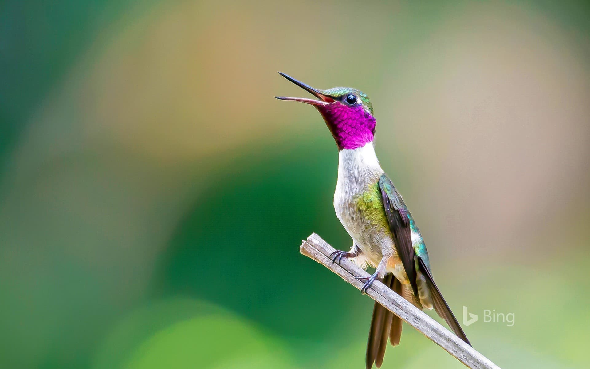 Bing Wallpaper: Amethyst woodstar hummingbird