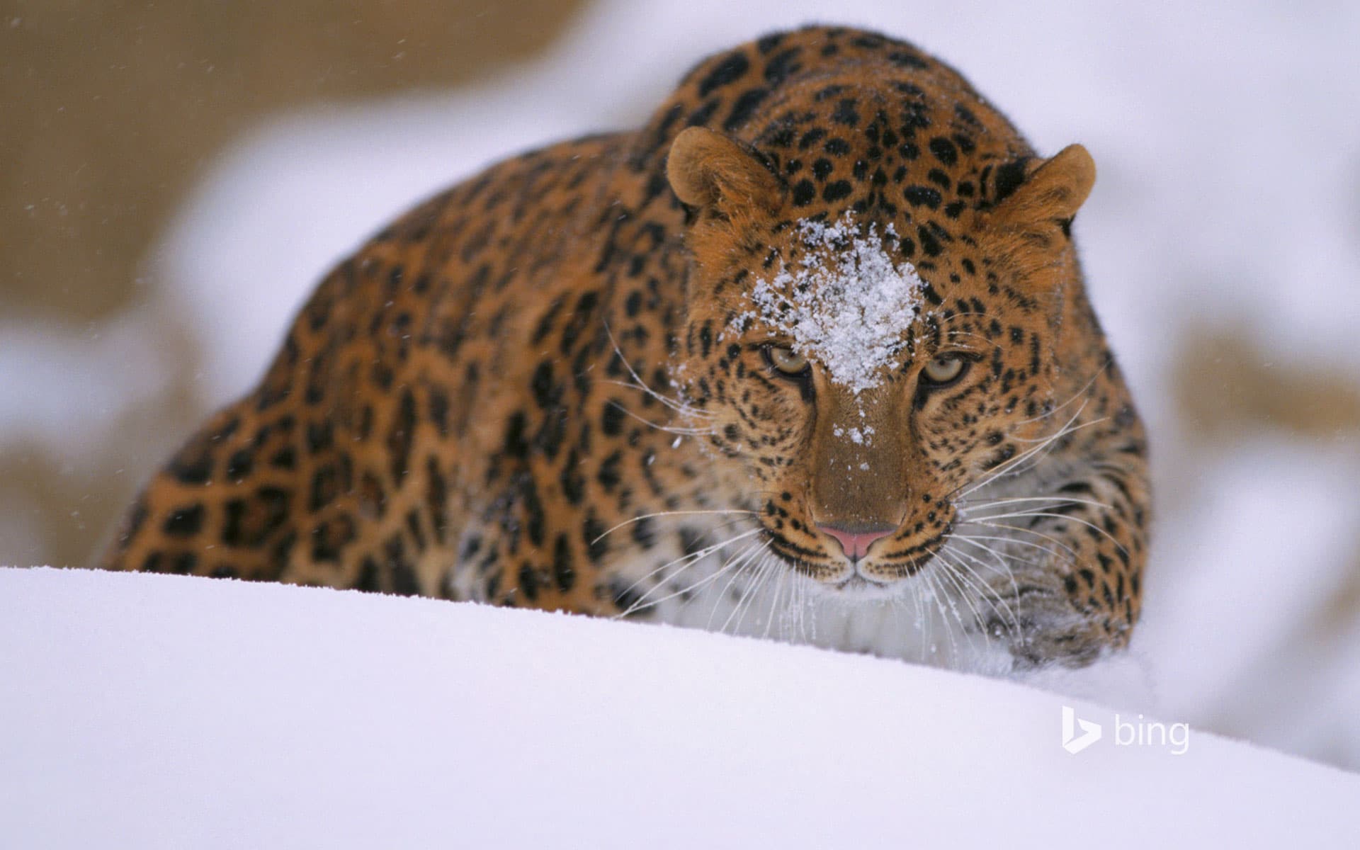 Bing Wallpaper: A rare amur leopard peers over a snowy embankment