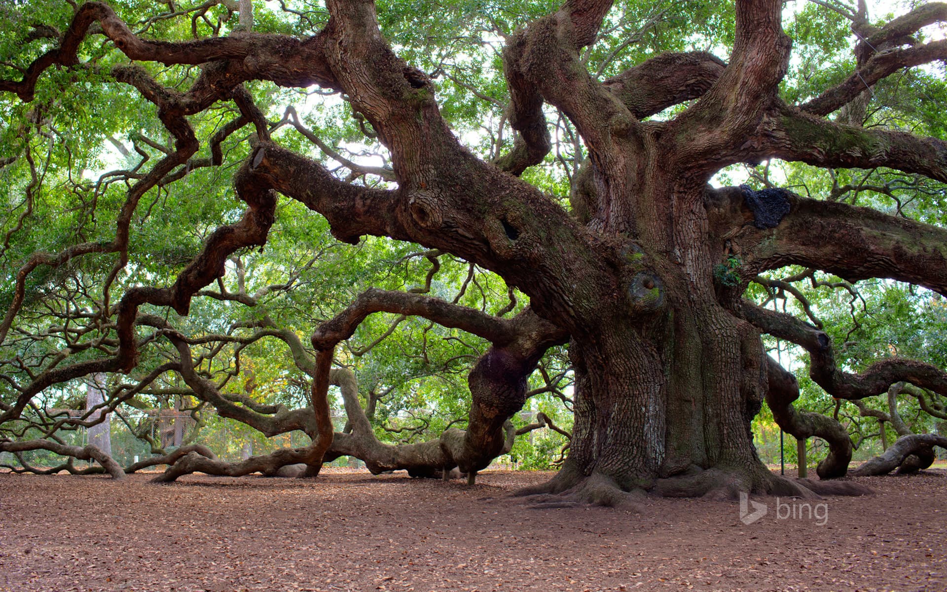 Bing Wallpaper: Angel Oak Tree, Johns Island, South Carolina