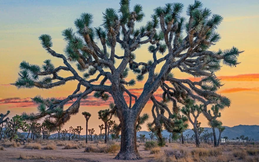 Joshua trees, Joshua Tree National Park, California, USA