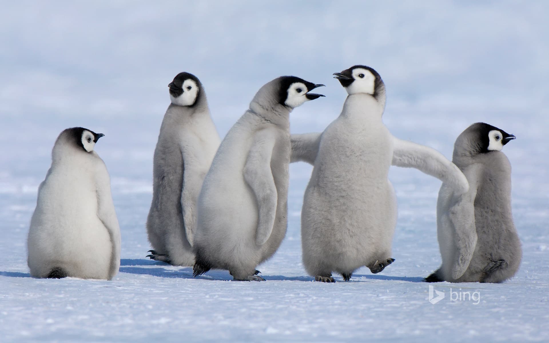 Bing Wallpaper: Emperor penguin chicks in Antarctica