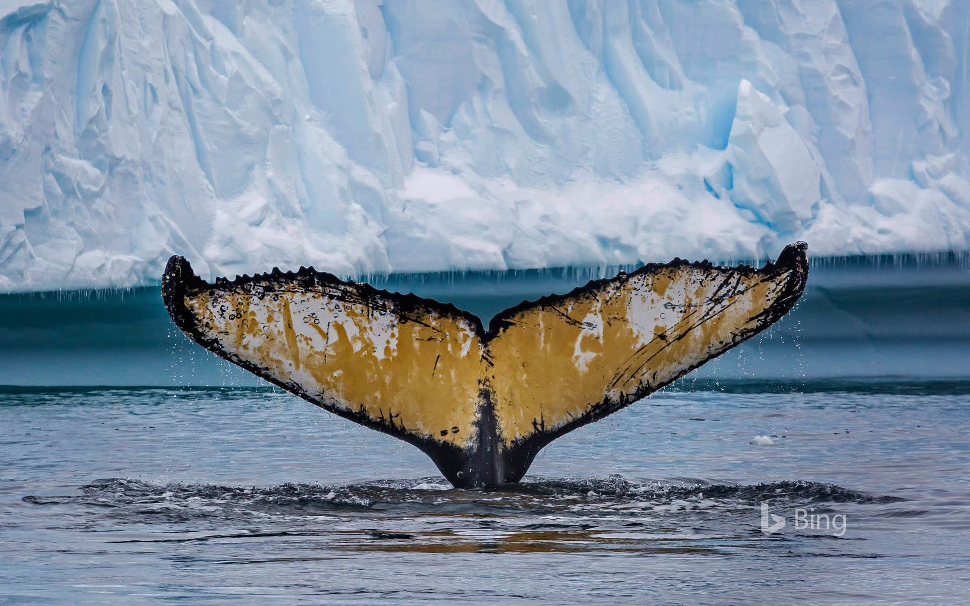 Bing Wallpaper: Humpback whale in Cierva Cove, Antarctica