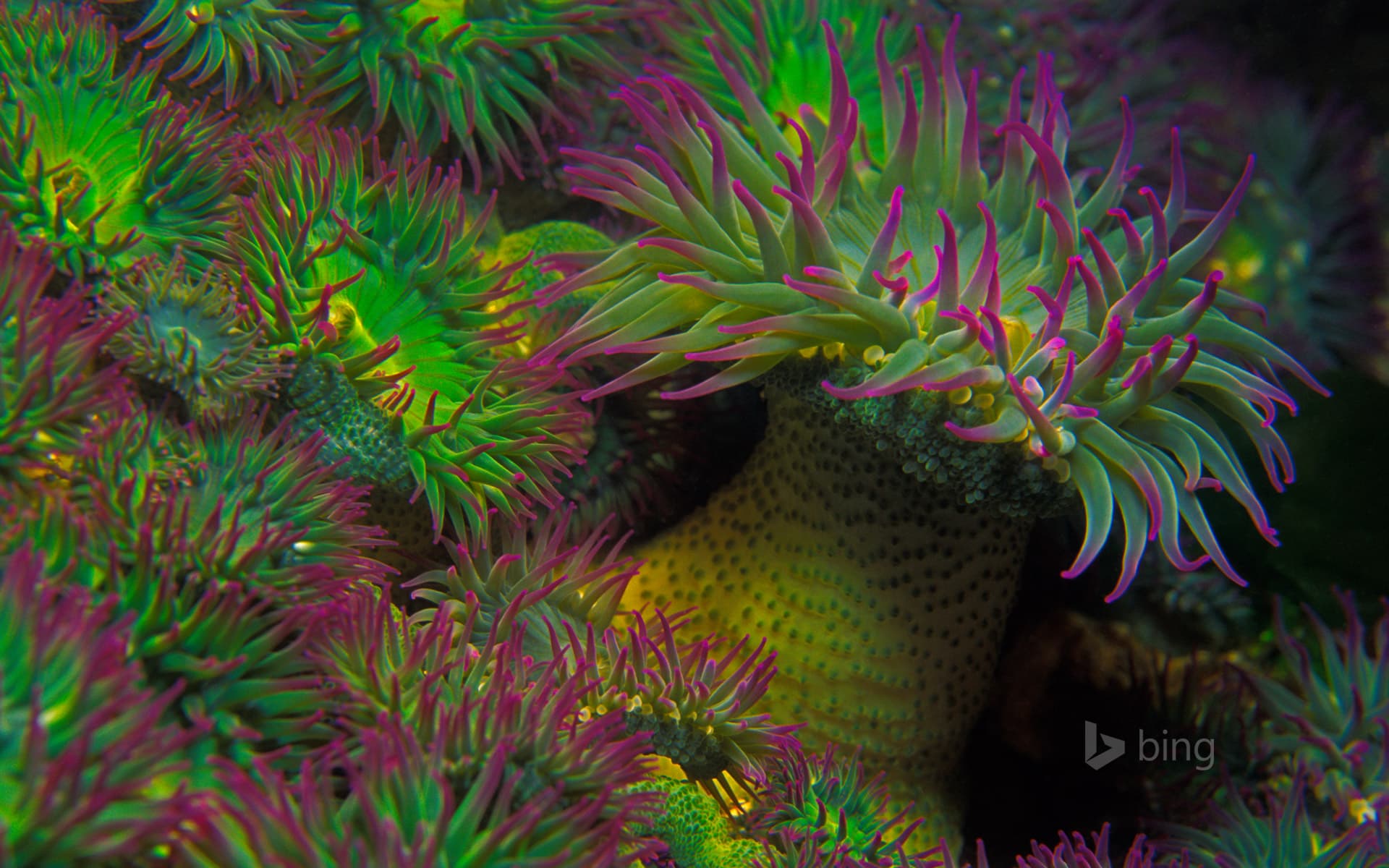 Bing Wallpaper: Purple-tipped sea anemones off the coast of Vancouver Island, British Columbia, Canada