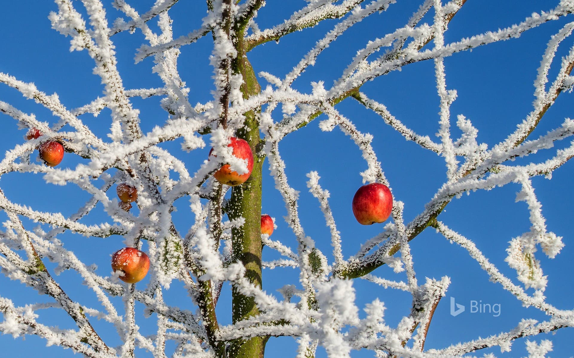 Bing Wallpaper: Apple tree in winter
