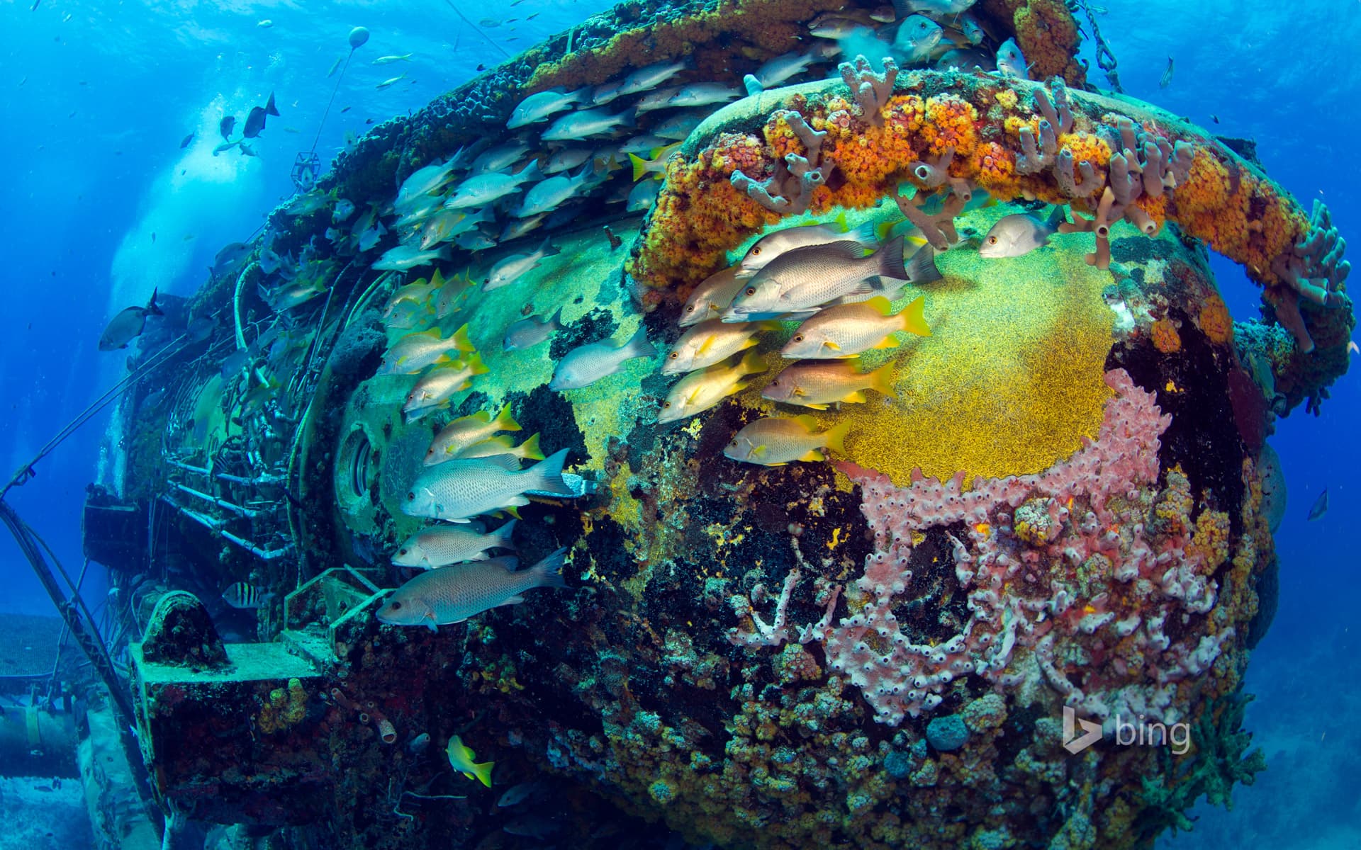 Bing Wallpaper: Fish swimming near the Aquarius Reef Base in the Florida Keys National Marine Sanctuary