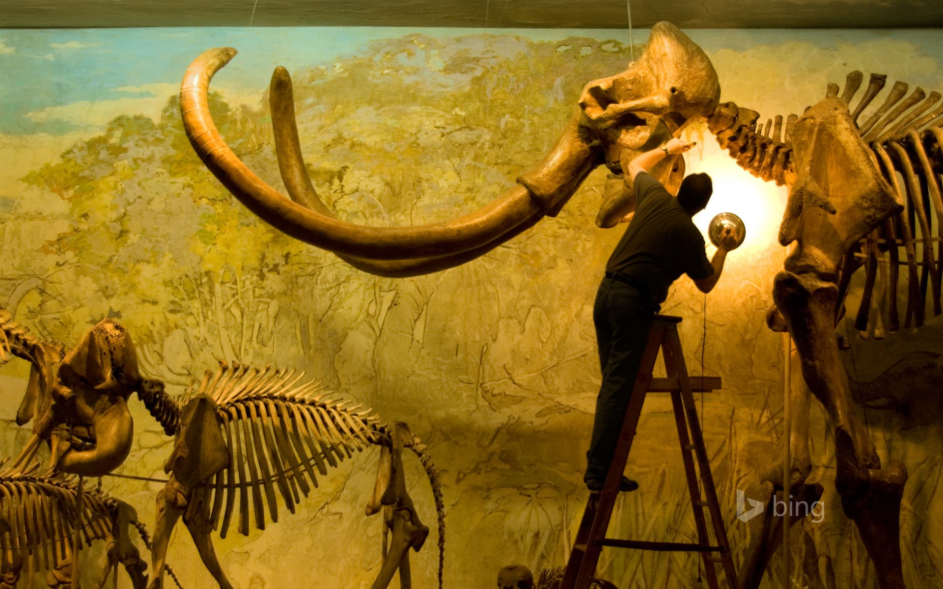 Bing Wallpaper: Archie, a Columbian mammoth specimen at the University of Nebraska State Museum in Lincoln, Nebraska, USA