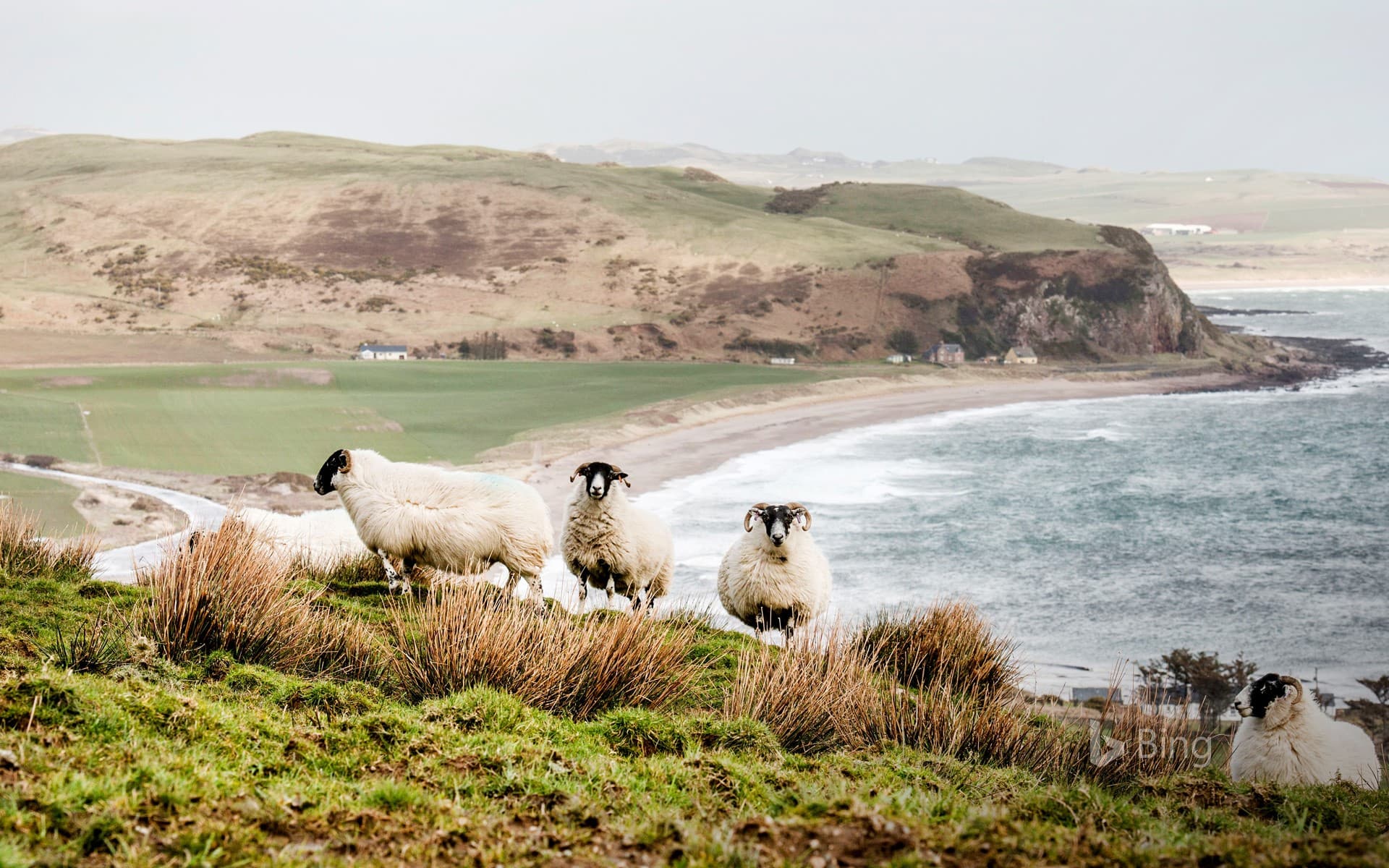 Bing Wallpaper: Sheep on the coast in the Scottish Highlands