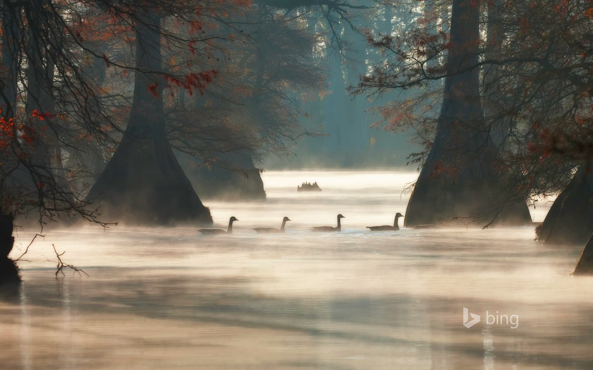 Bing Wallpaper: Canada geese in Hills Lake, Pulaski County, Arkansas