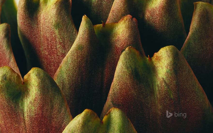 Close-up of an artichoke