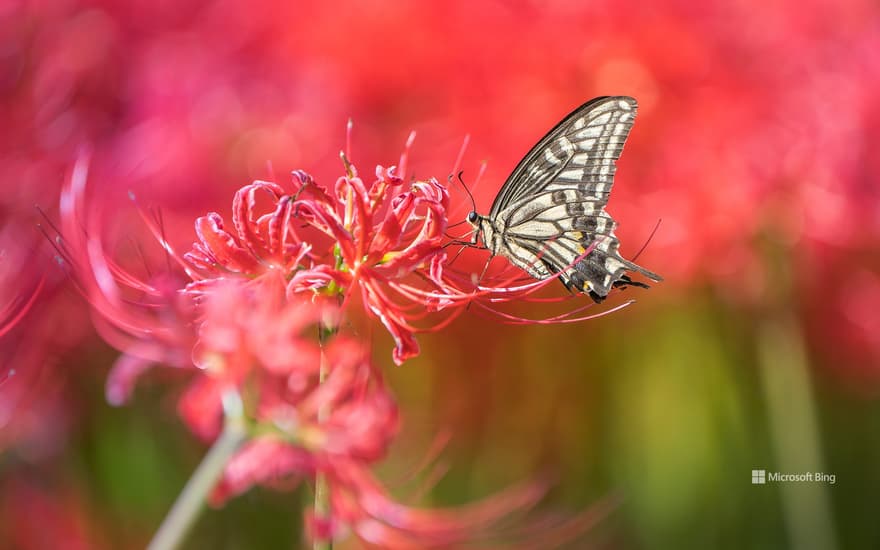 Asian swallowtail butterfly on a red spider lily