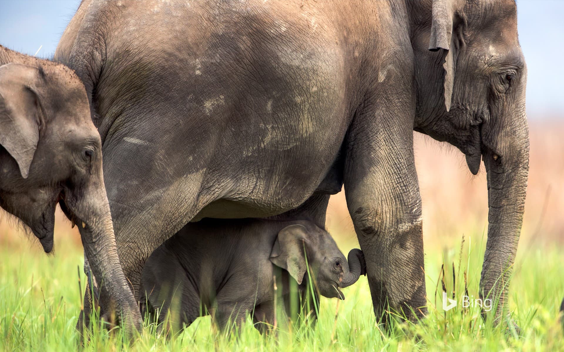 Bing Wallpaper: Asiatic elephants at Jim Corbett National Park, India