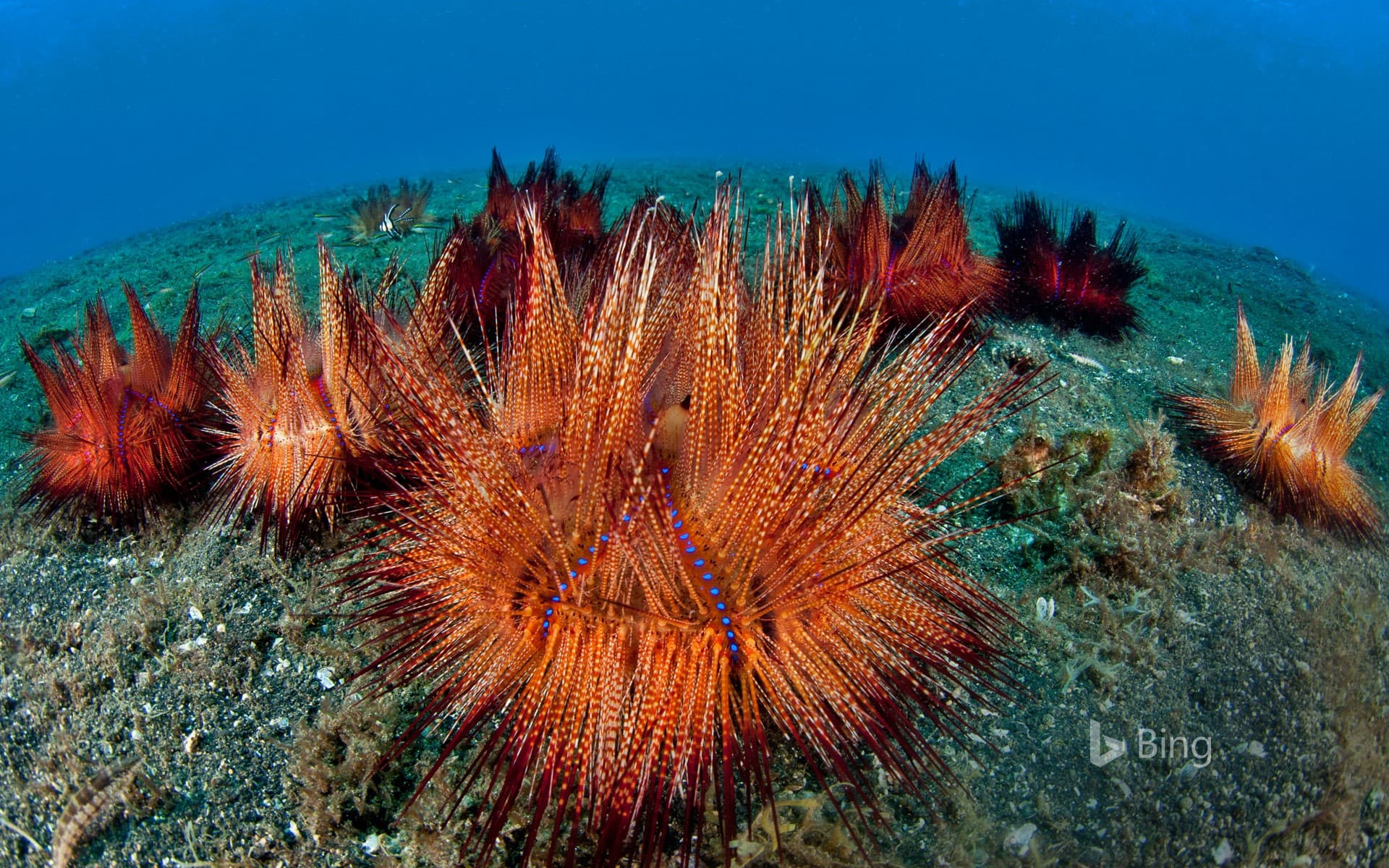 Bing Wallpaper: Fire urchins (aka red urchins) in Lembeh Strait, North Sulawesi, Indonesia