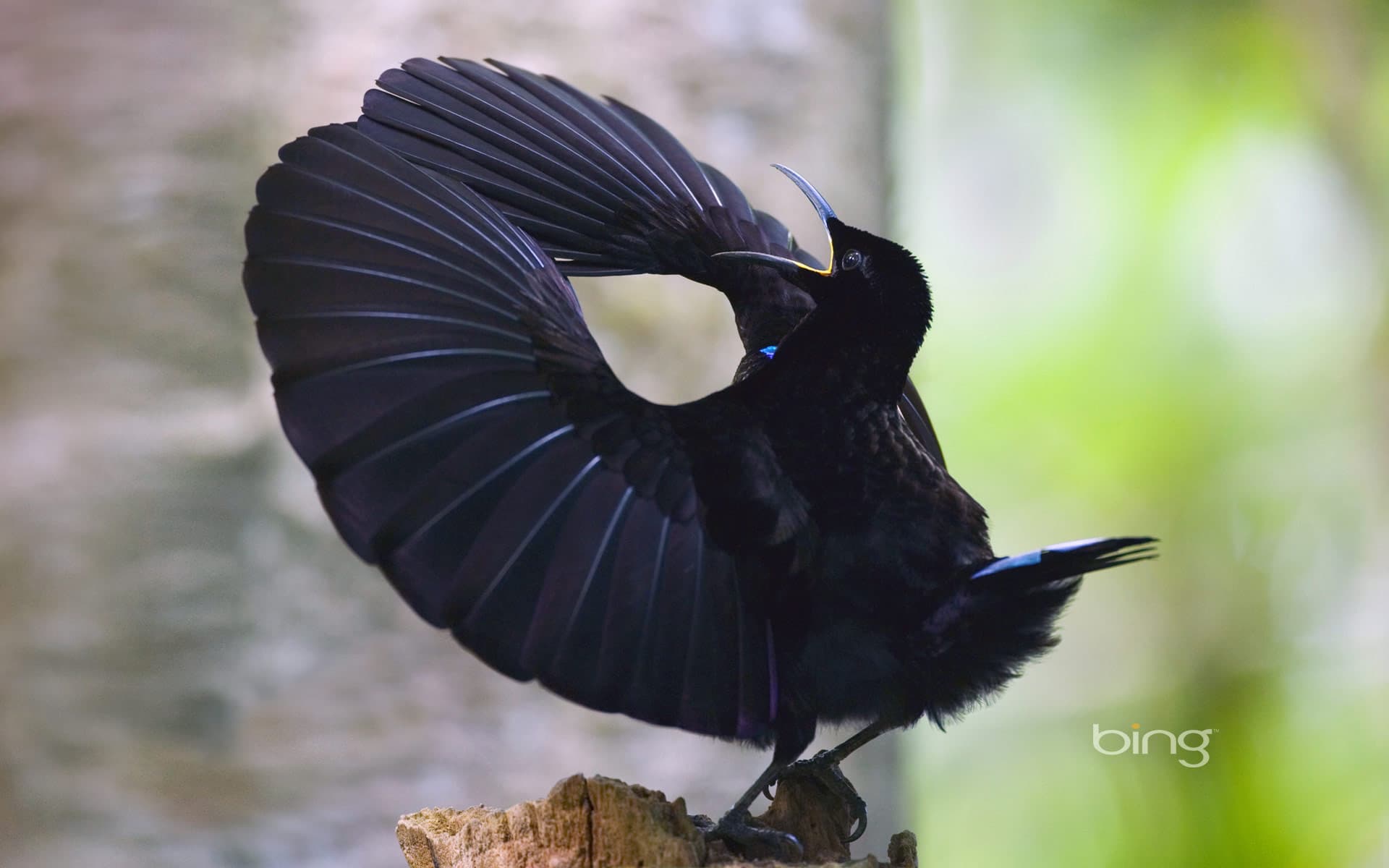 Bing Wallpaper: Victoria's riflebird in Wooroonooran National Park, Wet Tropics World Heritage Area, Queensland, Australia