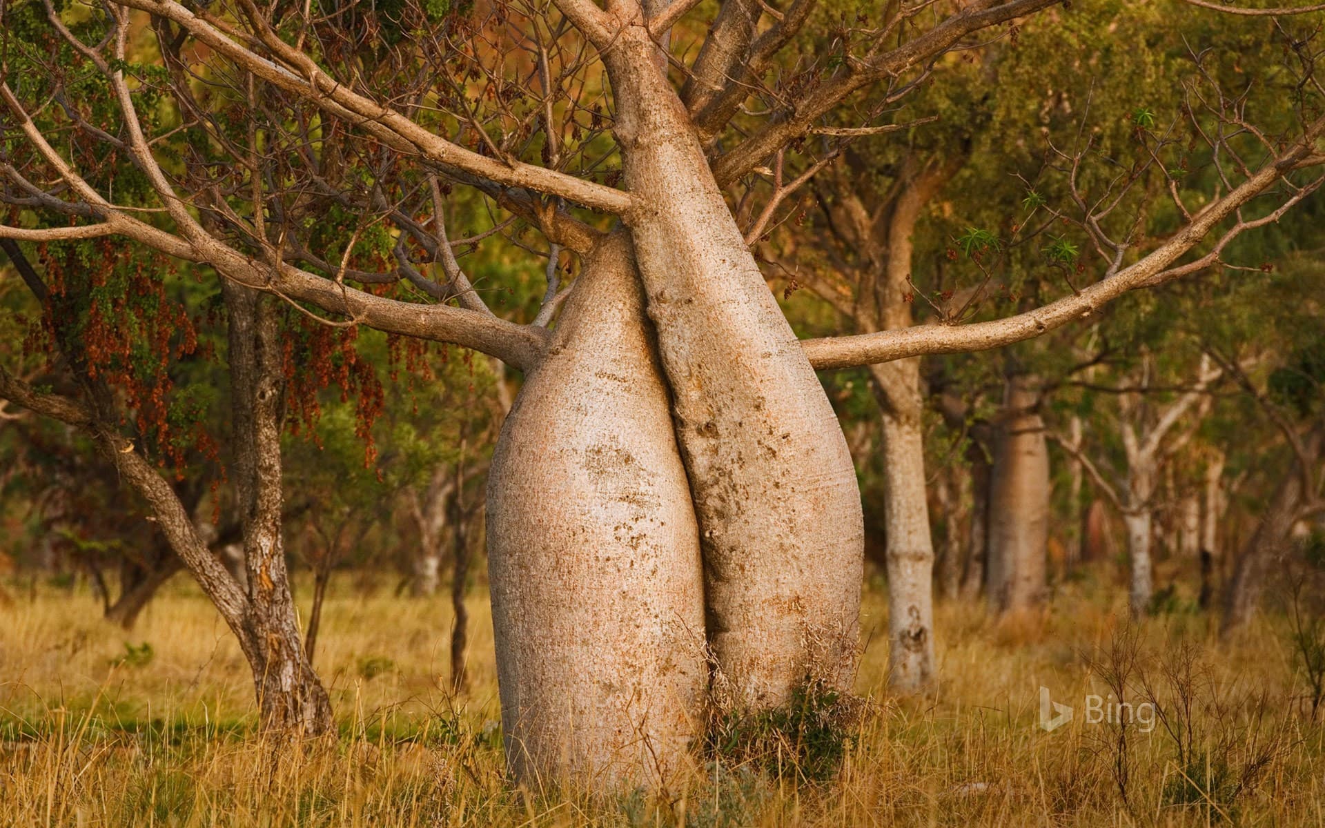 Bing Wallpaper: Australian baobab tree, Kimberley region, Western Australia