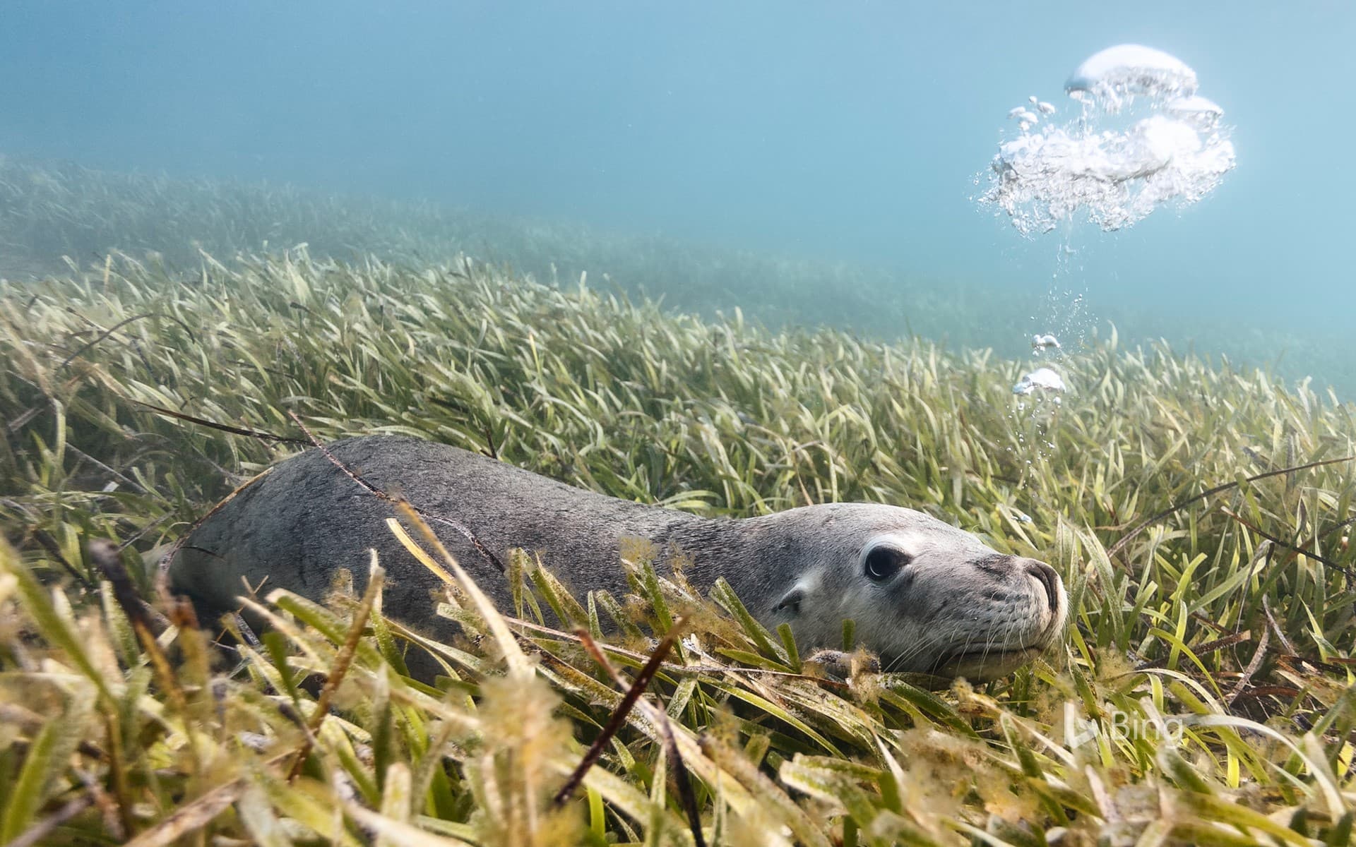 Bing Wallpaper: Australian sea lion lying on bed of sea grass, Carnac Island, Western Australia