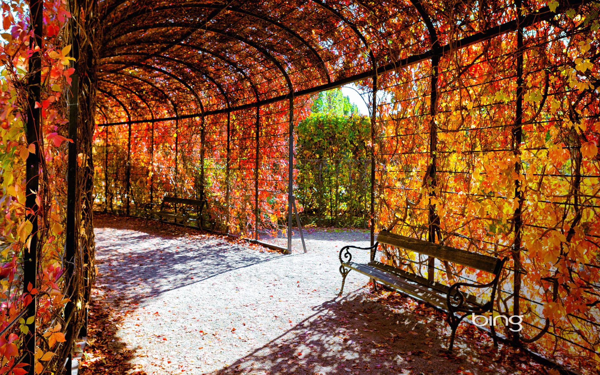 Bing Wallpaper: Autumn foliage, Schoenbrunn Palace, Vienna, Austria