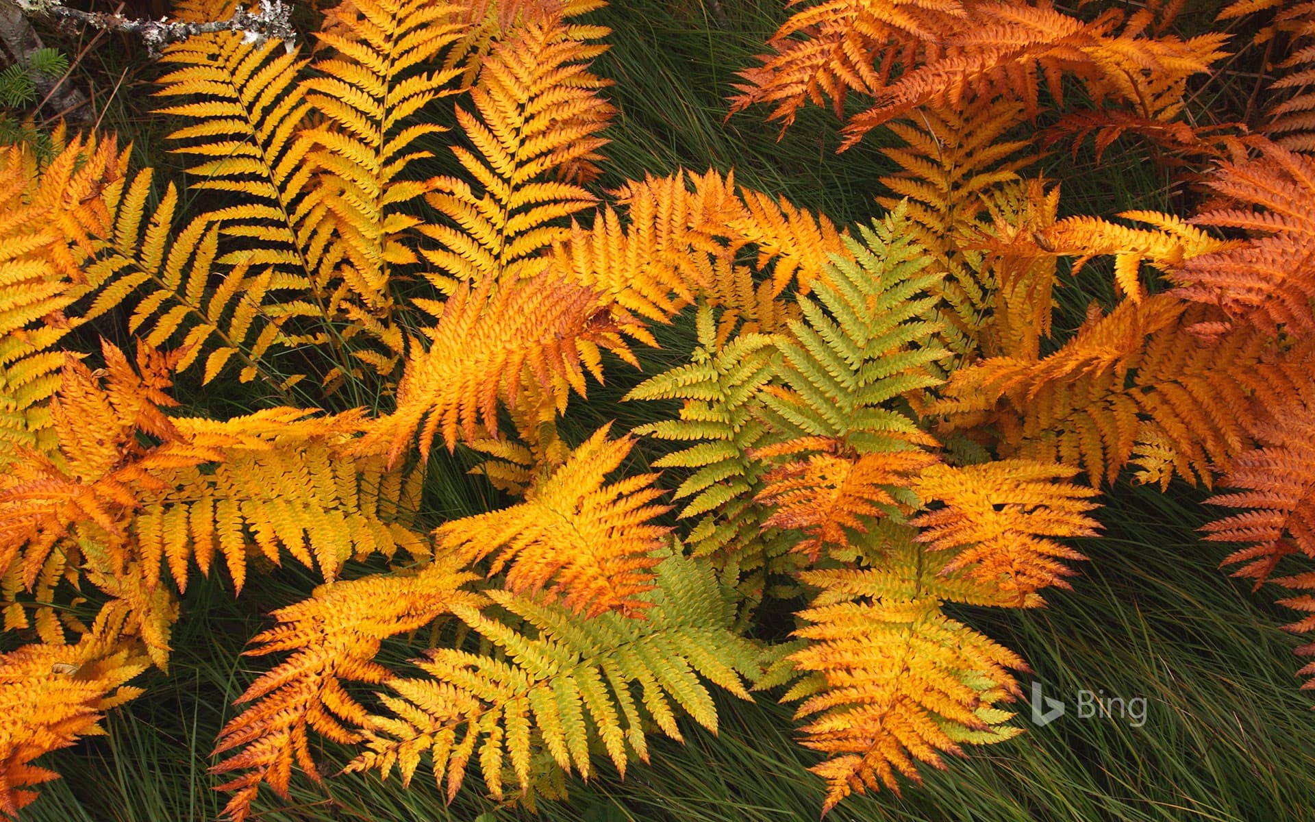 Bing Wallpaper: Fern fronds in autumn, Gros Morne National Park, Newfoundland, Canada