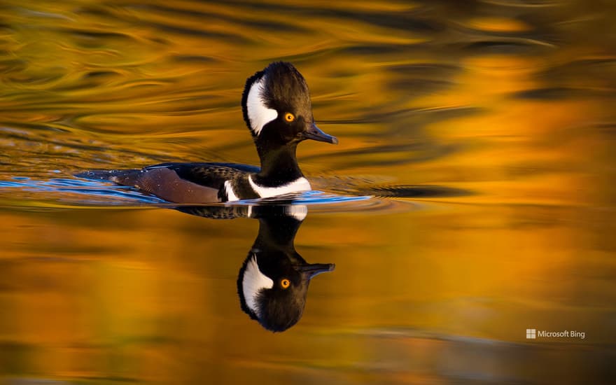 Male hooded merganser, Oregon, United States