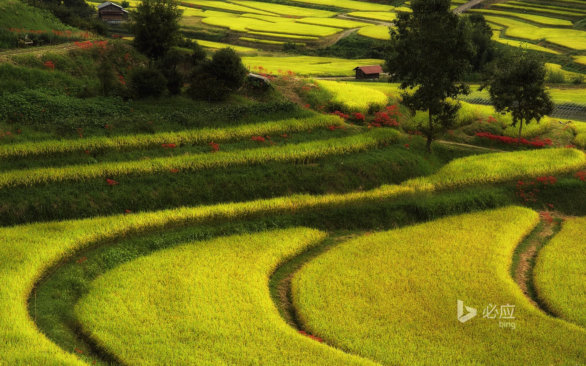 Bing Wallpaper: Asuka District