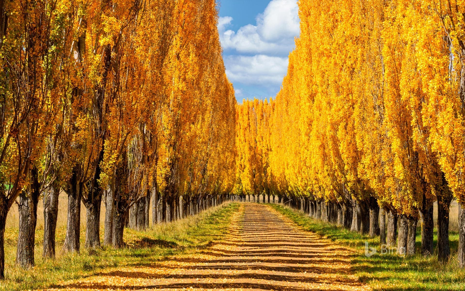 Bing Wallpaper: Poplar trees in New England, New South Wales, Australia