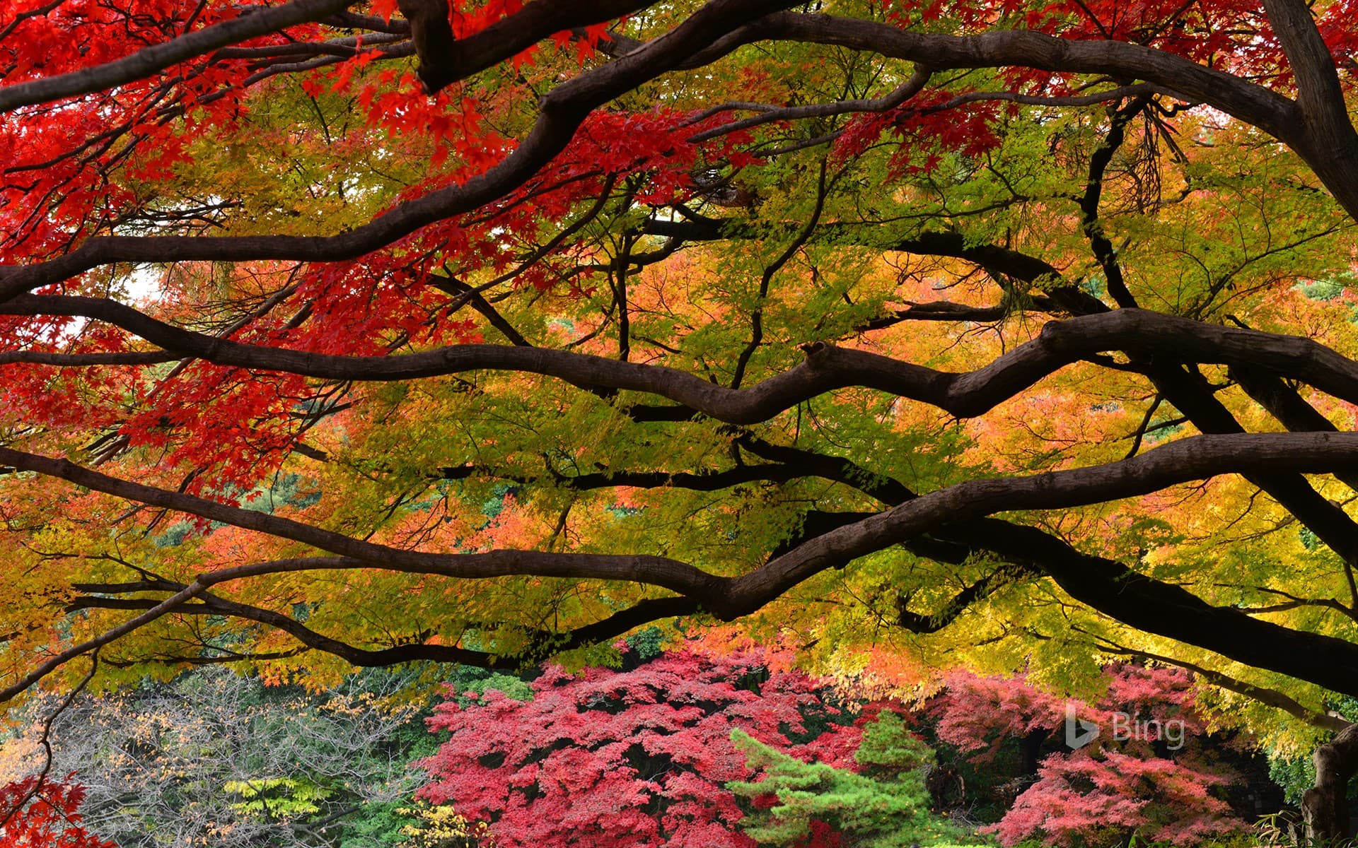 Bing Wallpaper: Autumn color in Shinjuku-gyoen Garden, Tokyo