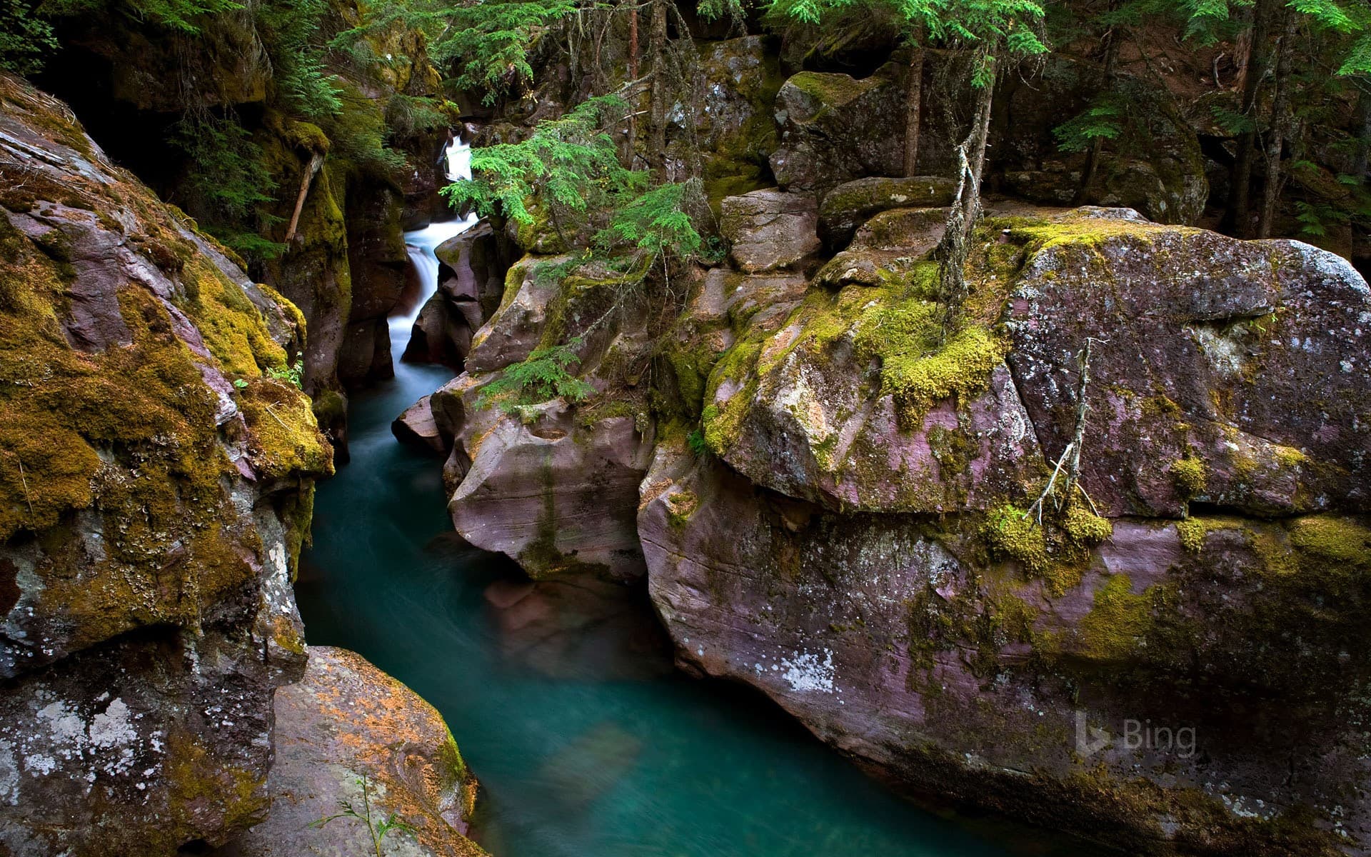 Bing Wallpaper: Avalanche Creek in Glacier National Park, Montana, USA