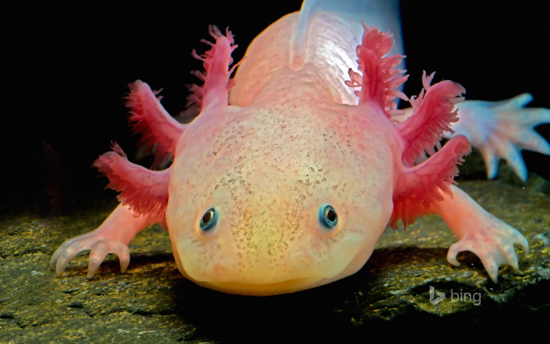 Bing Wallpaper: Axolotl
