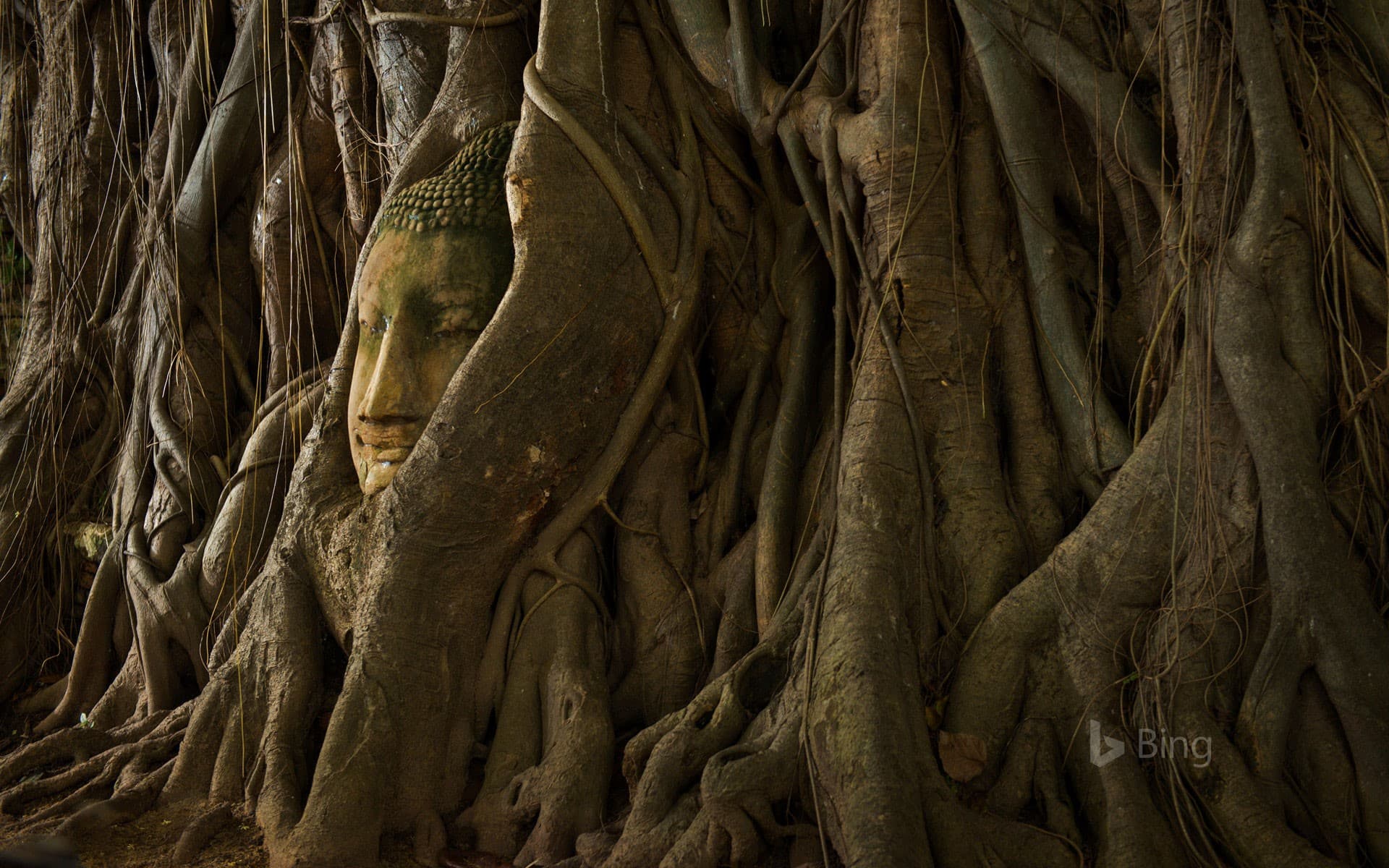 Bing Wallpaper: A stone Buddha head in the roots of a tree, Ayutthaya, Thailand