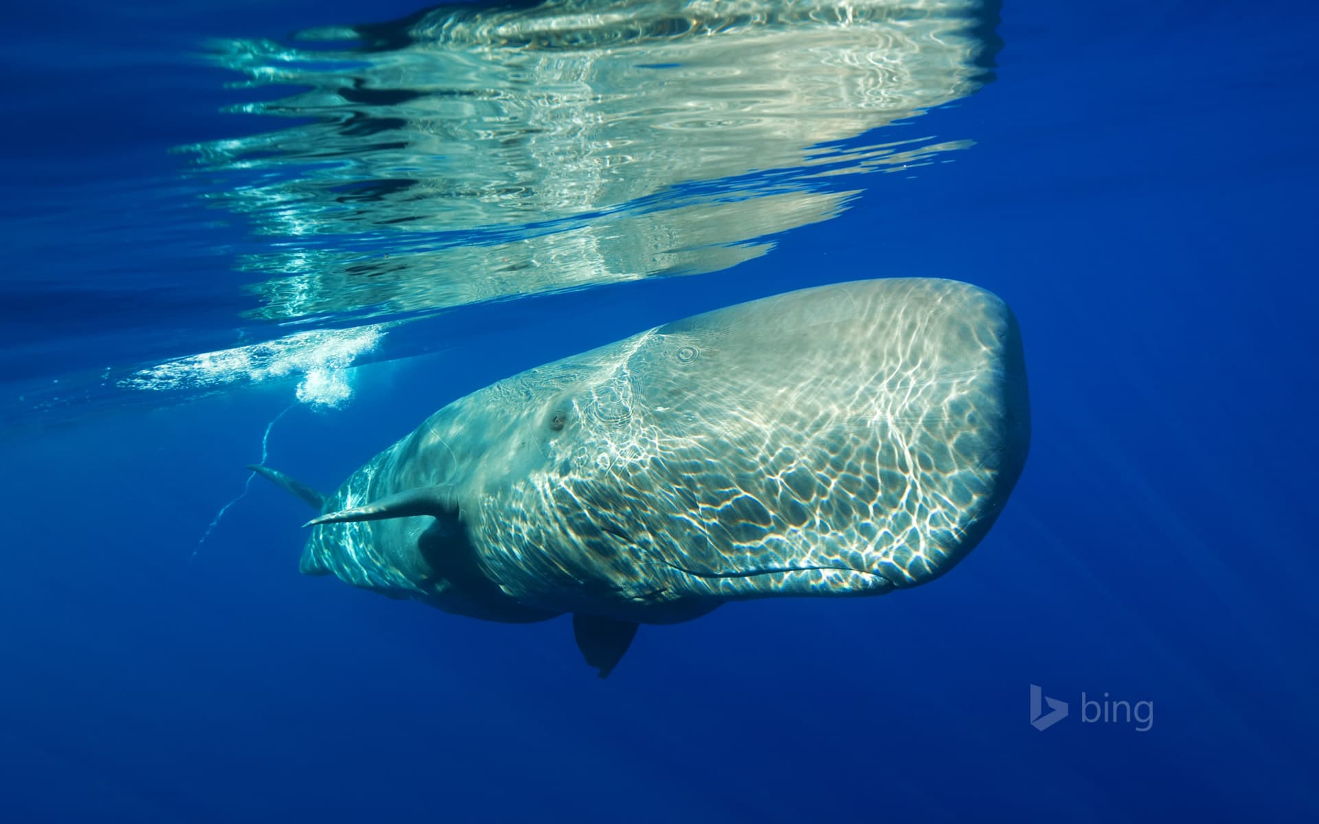 Bing Wallpaper: Sperm whale off the coast of the Azores, Portugal