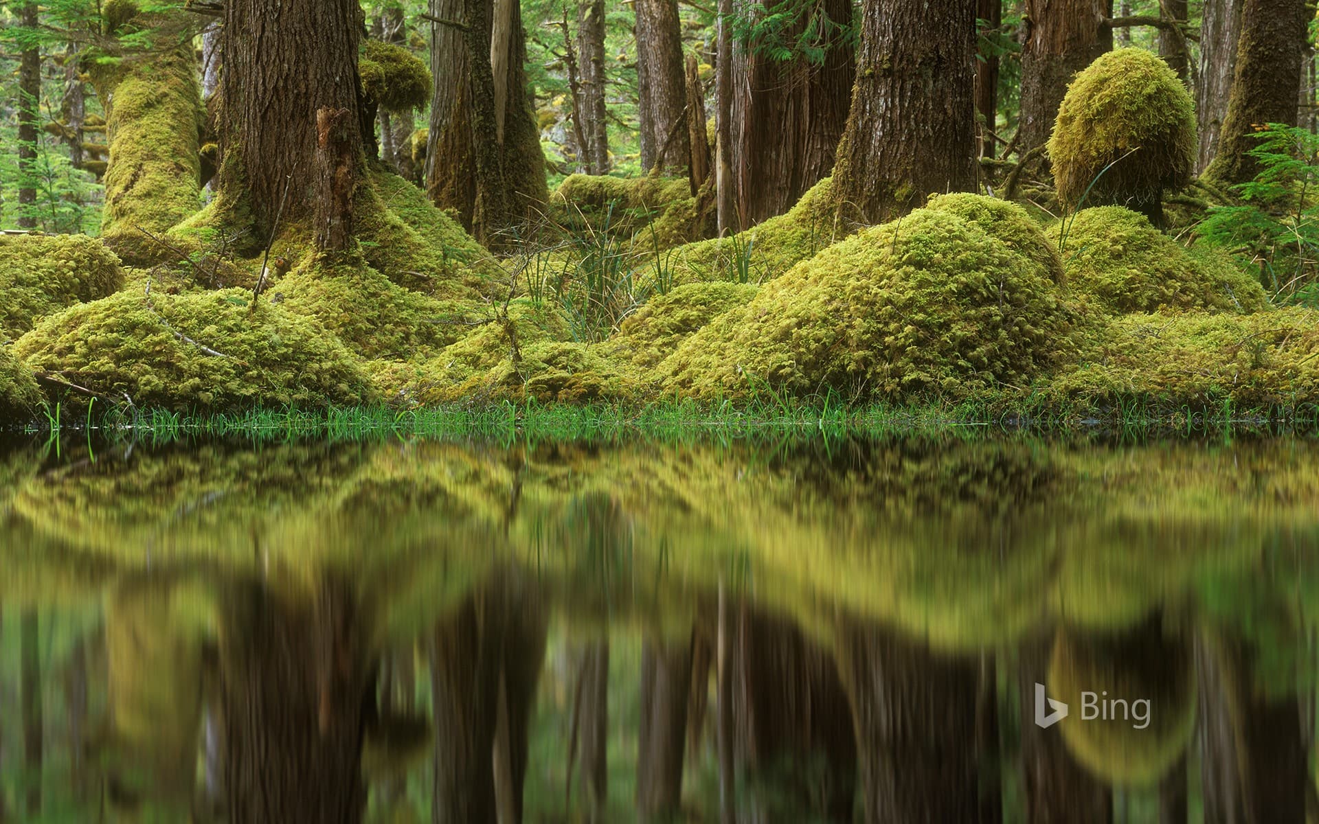 Bing Wallpaper: Swamp forest, Tow Hill Ecological Reserve, B.C., Canada