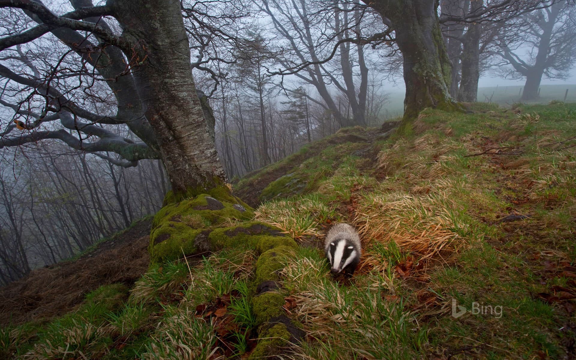 Bing Wallpaper: A badger foraging in the Black Forest, Germany