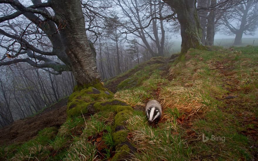 A badger foraging in the Black Forest, Germany