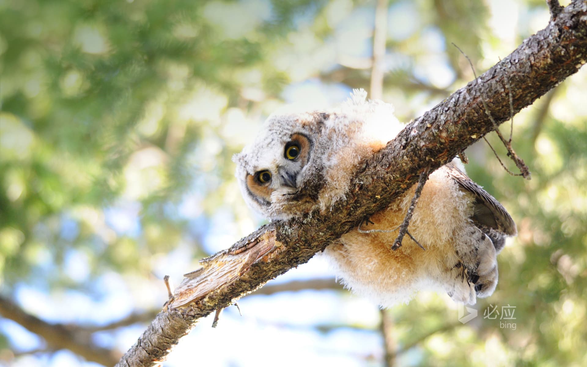 Bing Wallpaper: Great Horned Owl Baby