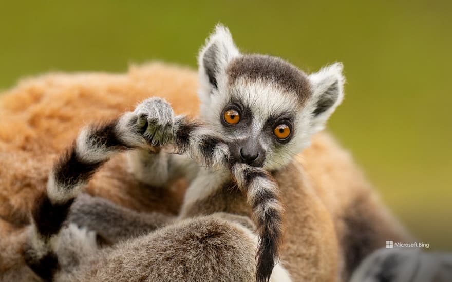 Ring-tailed lemur infant playing with its own tail, Madagascar